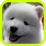 Cute Puppies icon