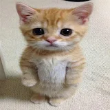 XXL Cutest Kittens icon