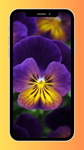 Viola Flower Wallpaper HD