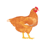 My Poultry Manager - Farm app icon