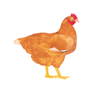 My Poultry Manager - Farm app