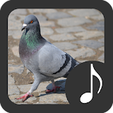 Pigeon Sounds icon