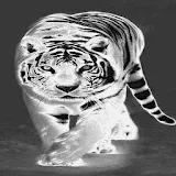Black And White Tiger Live Wal icon