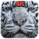Free HD 4K White Tiger Wallpapers Download on Windows