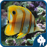 Fish Jigsaw Puzzles icon