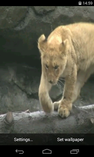 Android application Lion Video Live Wallpaper screenshort