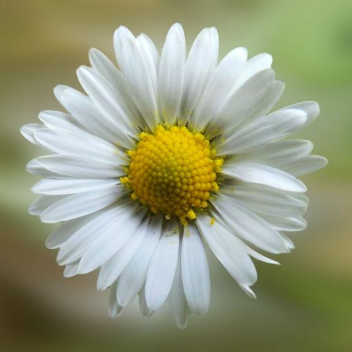 Daisy Wallpapers logo