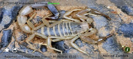 Indian Scorpions eGuide Screen 2