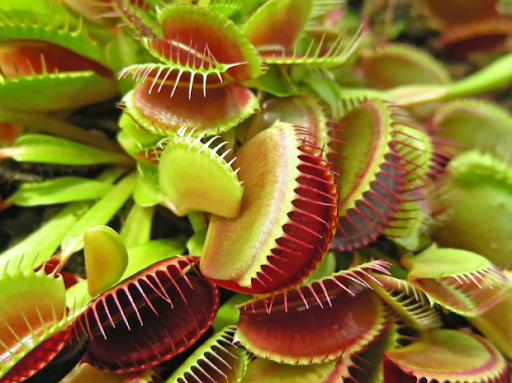 Carnivorous plants Screen 3