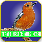 Master Therapy Birds Anis Merah icon