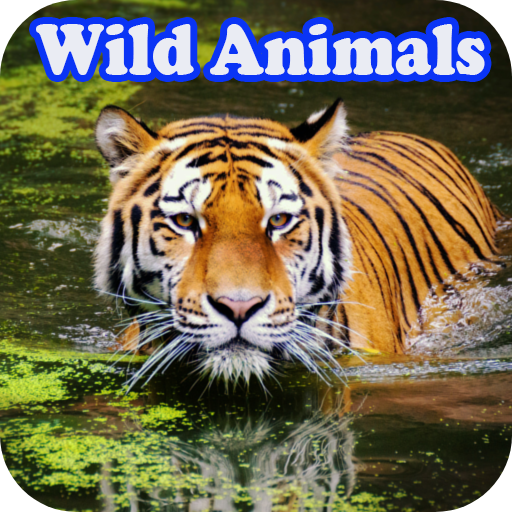 Wild Animal Documtery Online logo