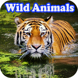Wild Animal Documtery Online