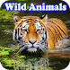 Wild Animal Documtery Online