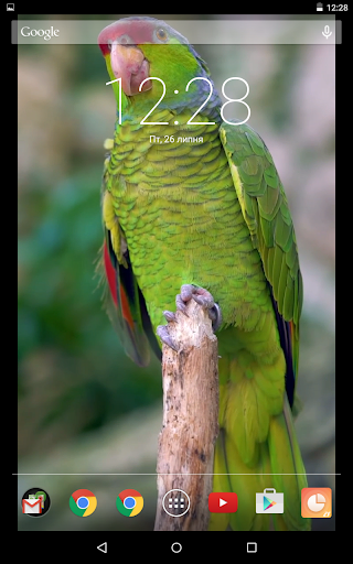 Colorful Parrot Live Wallpaper