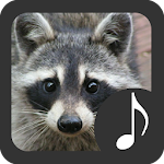 Raccoon Sounds Apk