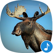 Appp.io - Moose Sounds