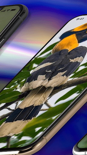 Toucan Wallpaper 4K Screen 3