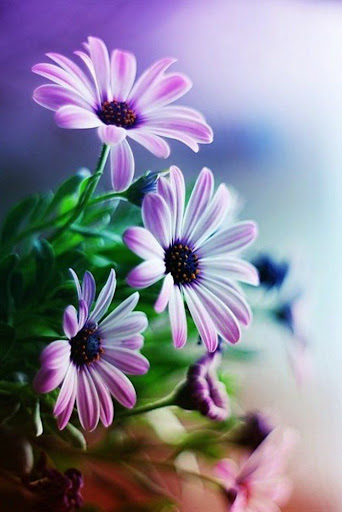 صورة وردة Screen 3