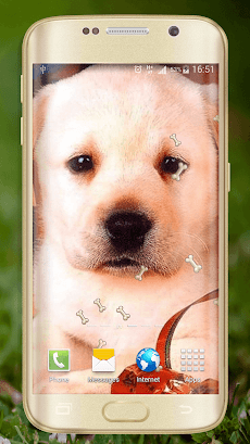 犬の壁紙無料 Androidアプリ Applion