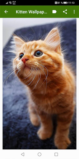 かわいい子猫の壁紙 By Infinity Google Play Japan Searchman App Data Information