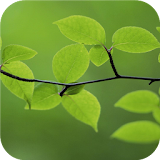 Tree leaves. Green wallpapers icon