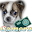 Camera Dog Download on Windows