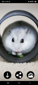 Hamster Wallpapers Unknown