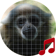 Gibbon monkey sounds ~ Sboard.pro