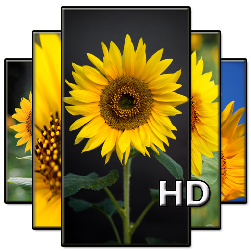 Sunflower Wallpaper Hd Full Offline Google Play のアプリ