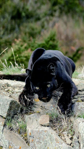 Panther Wallpapers Screen 3