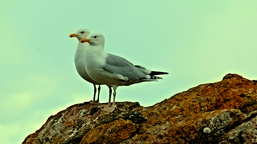 Seagulls Sounds Screenshot