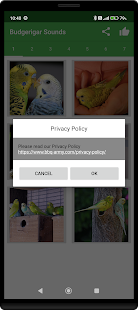 Budgerigar Camera for Parakeet スクリーンショット