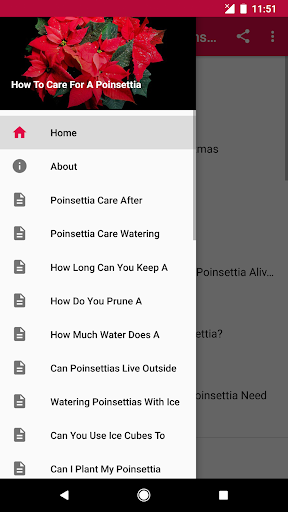 How To Care For A Poinsettia