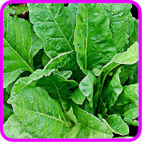 Spinach Recipes Spinach salad Spinach quiche