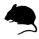 Cover Image of ダウンロード マウスの音  APK