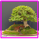 Bonsai Tree Ideas icon