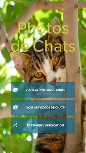 Photos and Videos of Cats