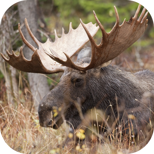 Nature Moose. Smart Wallpaper  Icon