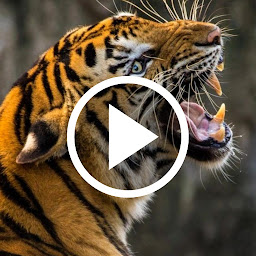 Icon image Tiger Videos Live Wallpaper 4k