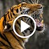 Tiger Videos Live Wallpaper 4k