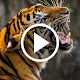 Tiger Videos Live Wallpaper 4k