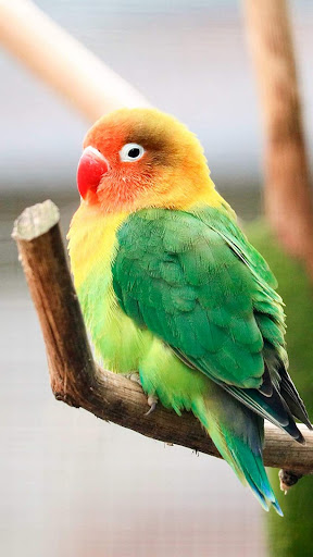 Lovebird Wallpaper Screen 3