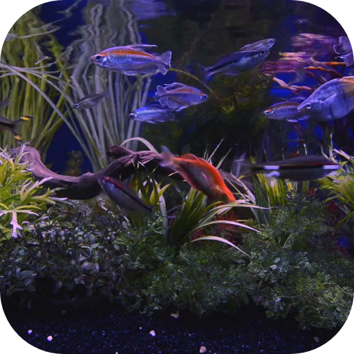 Aquarium Live Wallpaper logo