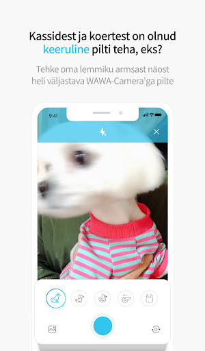 PetPoint-lemmikloomade kommuun