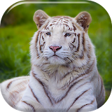 White Tiger Live Wallpaper icon