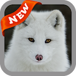 Cover Image of Download Arctic Fox Wallpaper 3.0 APK