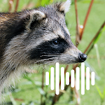 Cover Image of ดาวน์โหลด Raccoon hunting calls  APK