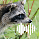 Raccoon Hunting Calls - Androidアプリ