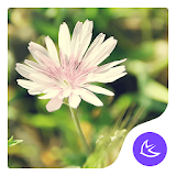 Daisy-APUS Launcher theme icon
