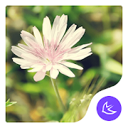 Top 40 Personalization Apps Like Daisy-APUS Launcher theme - Best Alternatives